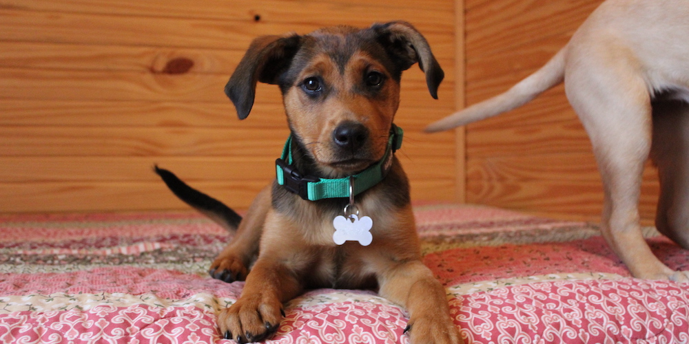 Book a pet-friendly glamping cabin at Jellystone Park™ Luray!