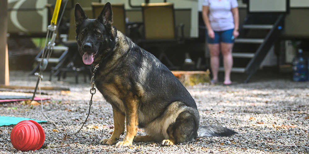 Leelanau Pines Campground has so many RV site options for camping with dogs. 