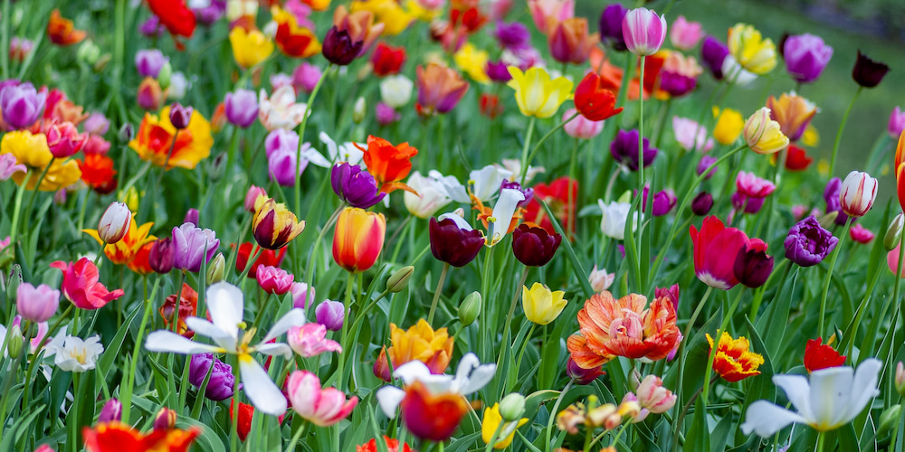 A variety of flowers blooming during Bloom Fest near Fort Wayne, IN.