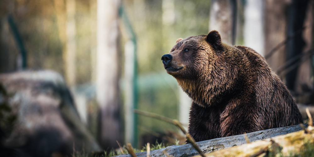 A brown bear at the Woods, Water, and Wildlife Festival.