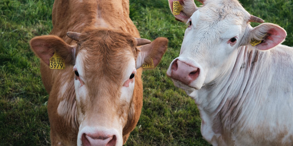 Check out the variety of animals at Dewberry Farm - a top destination in Waller, TX. 