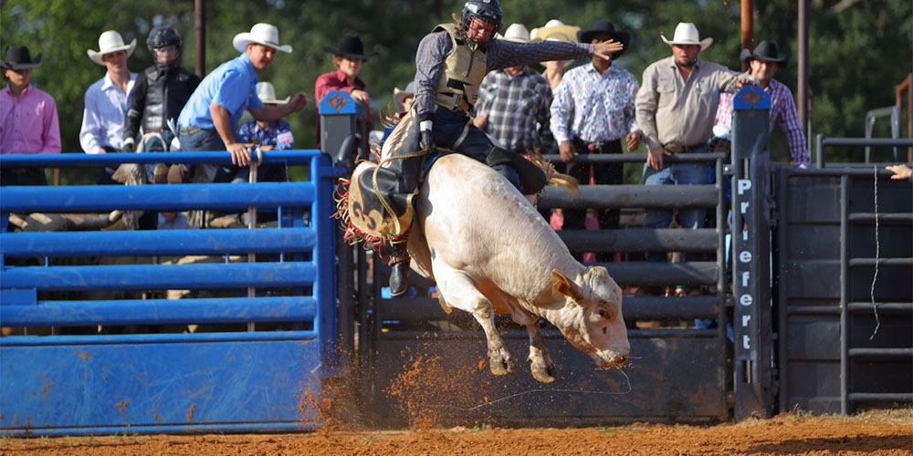 A cowboy in a rodeo competition at Waller County Fair.