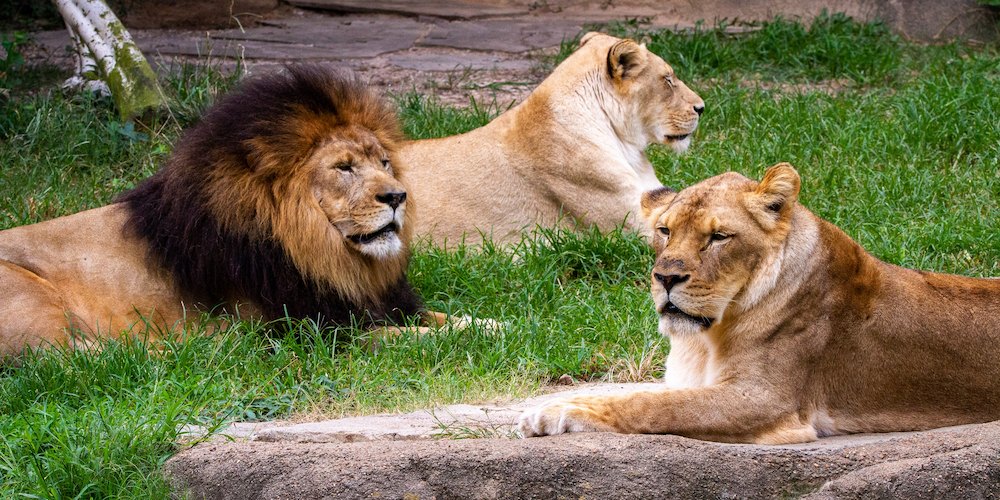 This zoo is one of Memphis' greatest attractions!