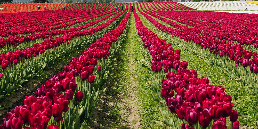 Bring your family to the Tulip Festival in Albany, New York for one of the best things to do in Albany, NY. 