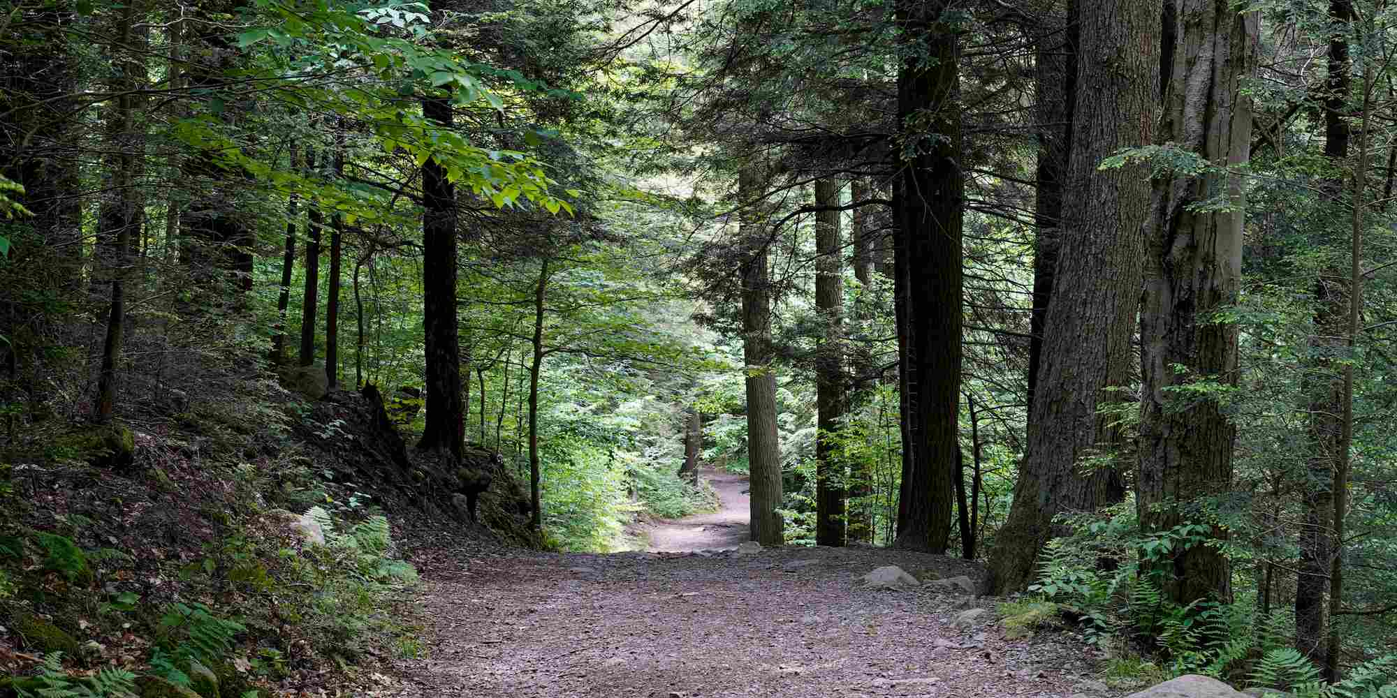 A hiking trail surrounded by trees and shade