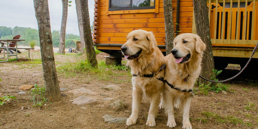 These are great tips for camping with dogs!