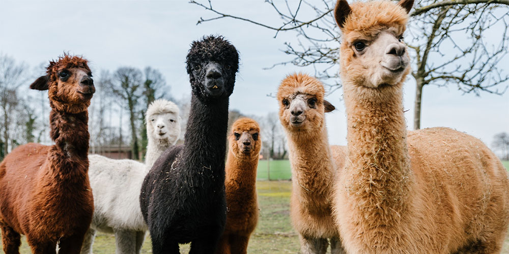 One of the best Cape May kid activities around is the Jersey Shore Alpacas!