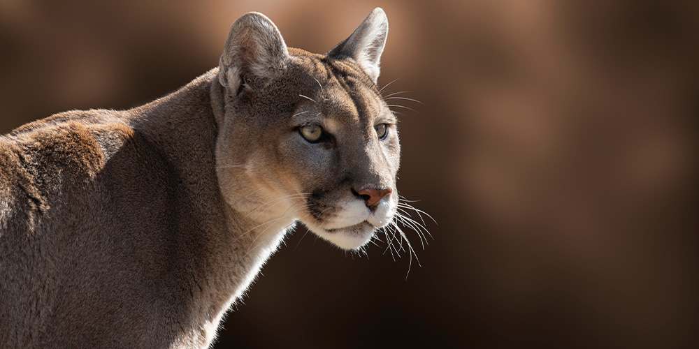 See various animals like mountain lions at the Deep in the Heart Screening - a great San Antonio event!