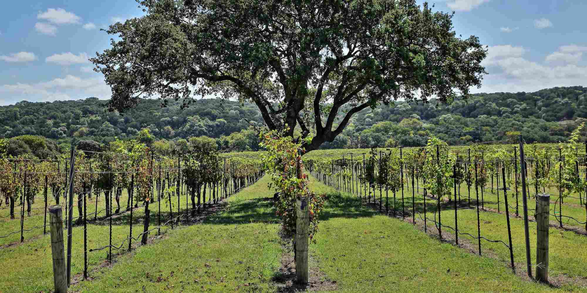 A vineyard in Texas, growing local grapes