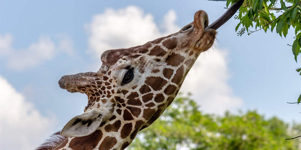 Guests can feed giraffes at the Caldwell Zoo in Tyler, TX - a top thing to do in Tyler, TX.