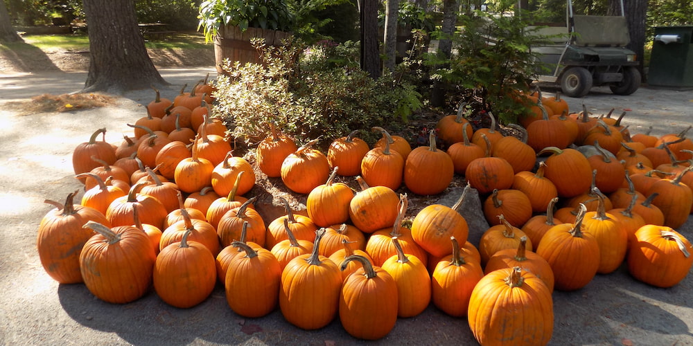 Plant your seed and watch the magic happen with this fun Halloween activity!