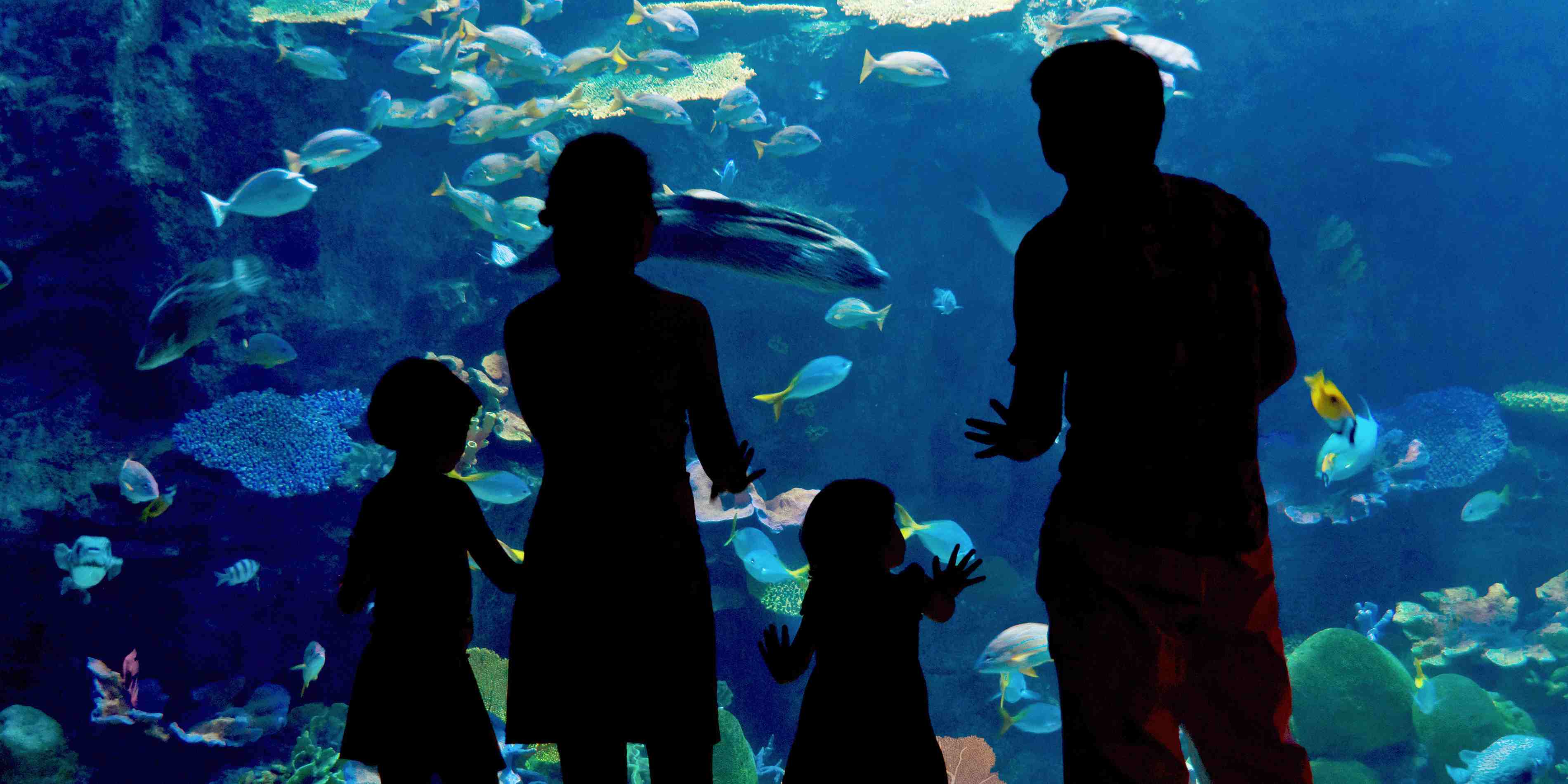 Guests at a zoo aquarium