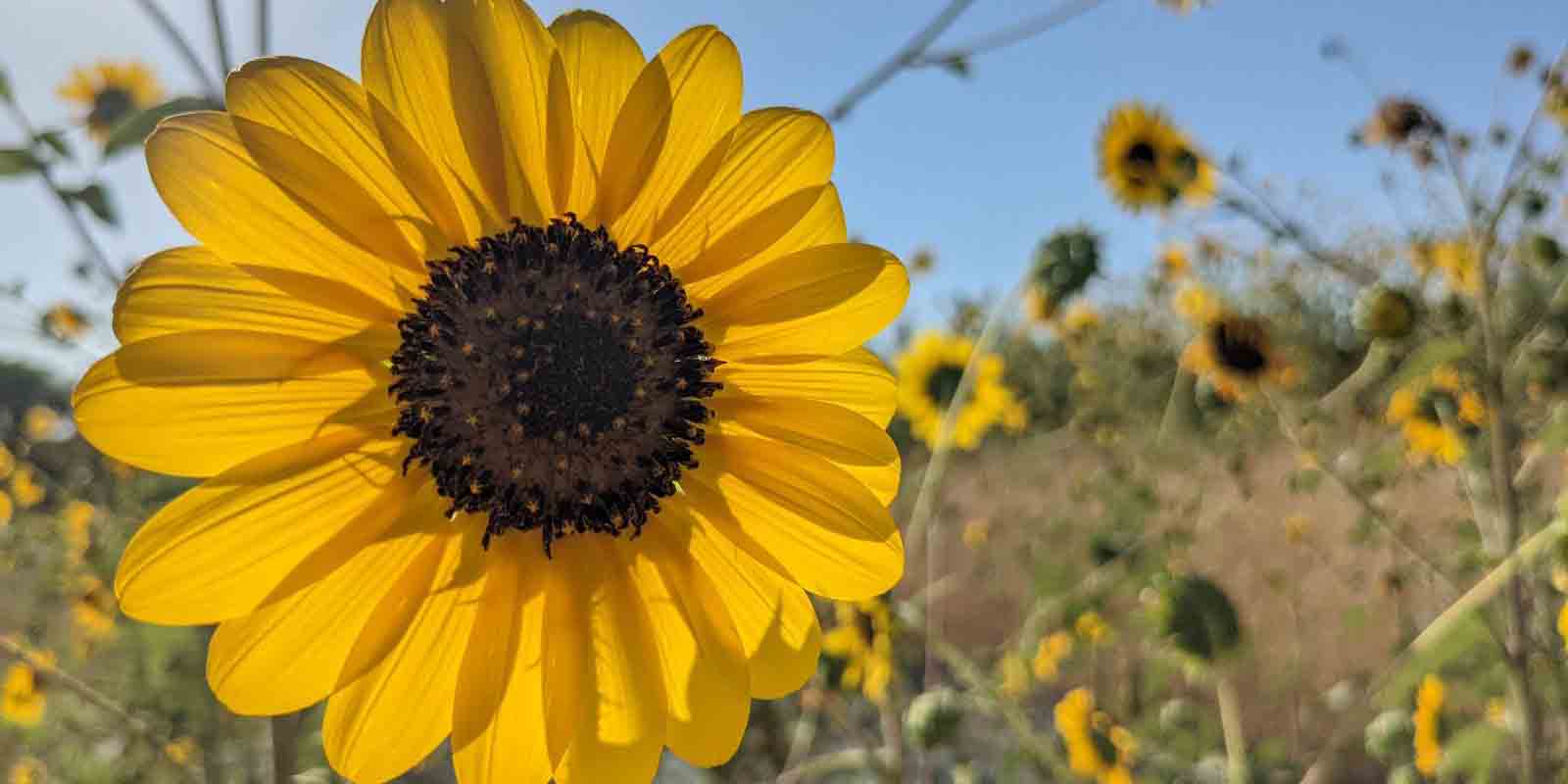 Spring flowers in bloom at Camp Fimfo Waco