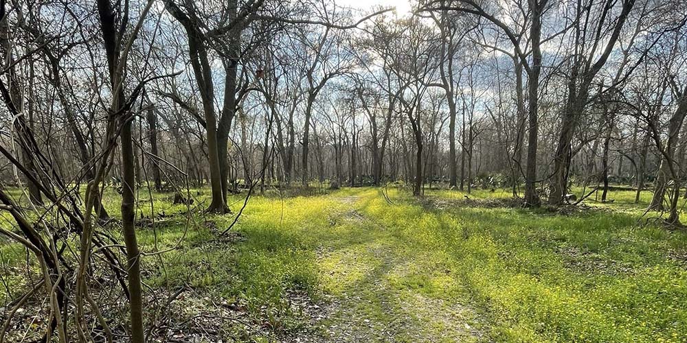 Enjoy the beautiful nature in Bear Creek Pioneers Park while hiking one of their Houston trails. 