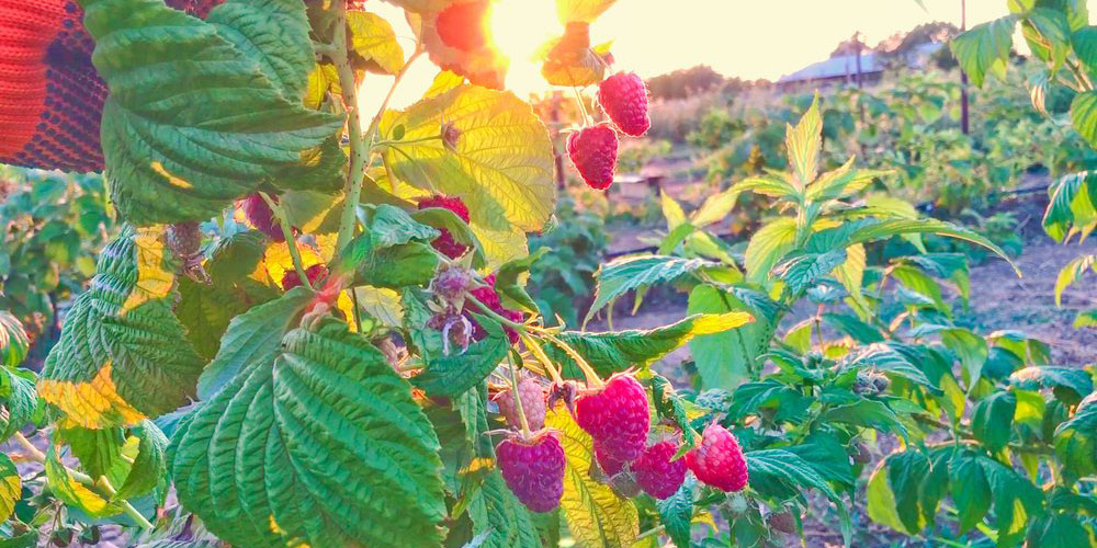 Daisy Creek Farms is a "must-stop" for all road trips from Sacramento.