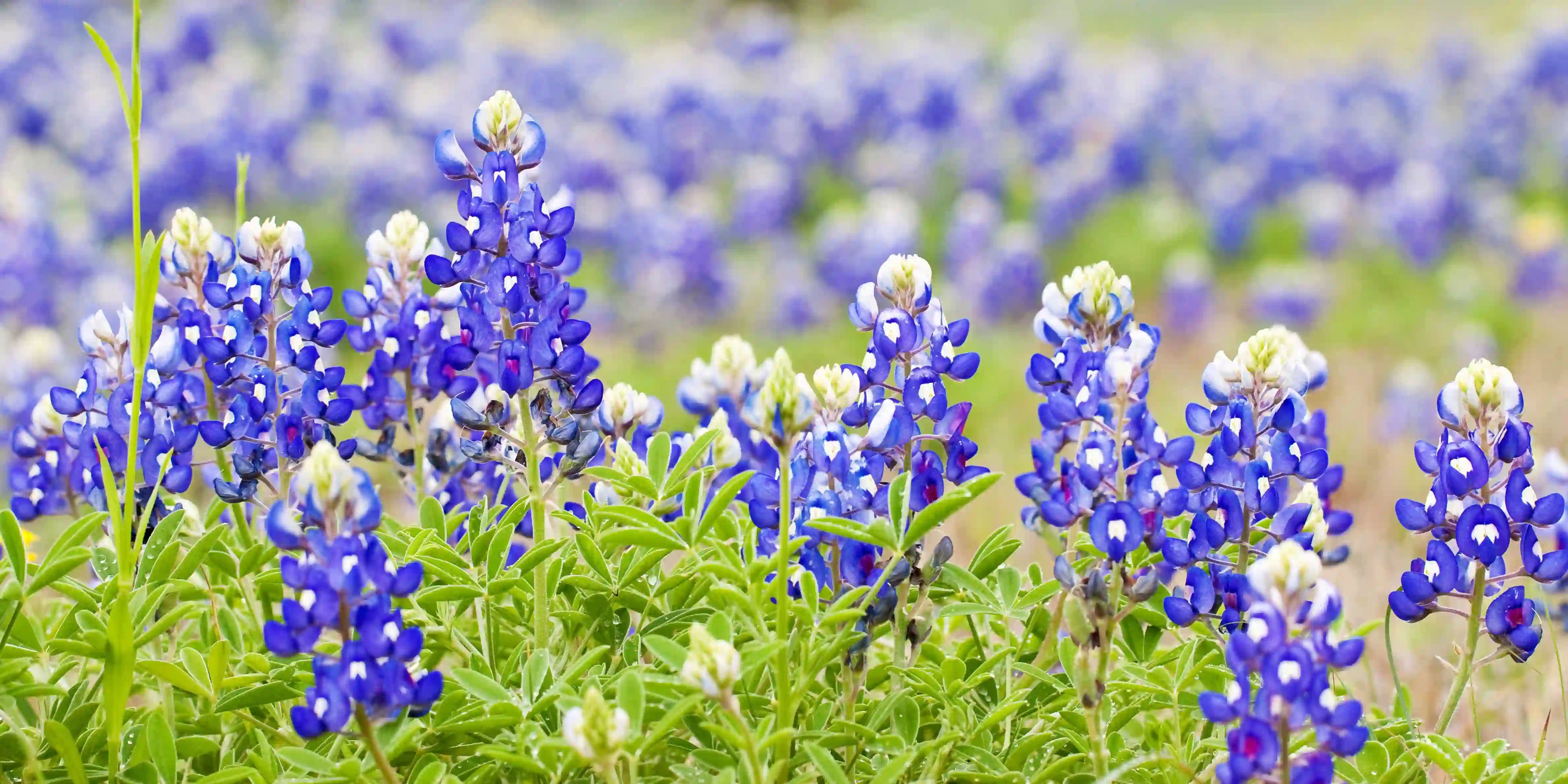 A field of Bluebonnet wildflowers in Texas Hill Country during the Austin event, the Bluebonnet Festival.