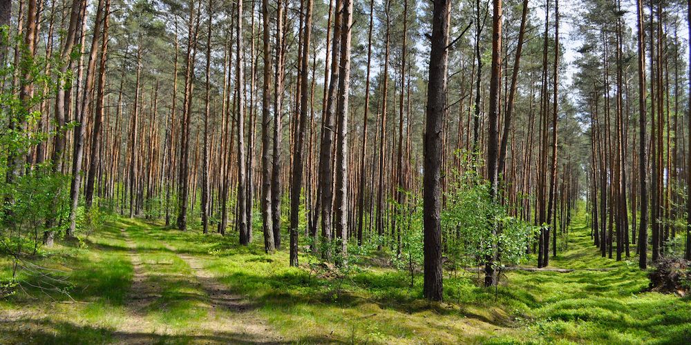 More advanced hikers will love this hiking trail near Memphis.