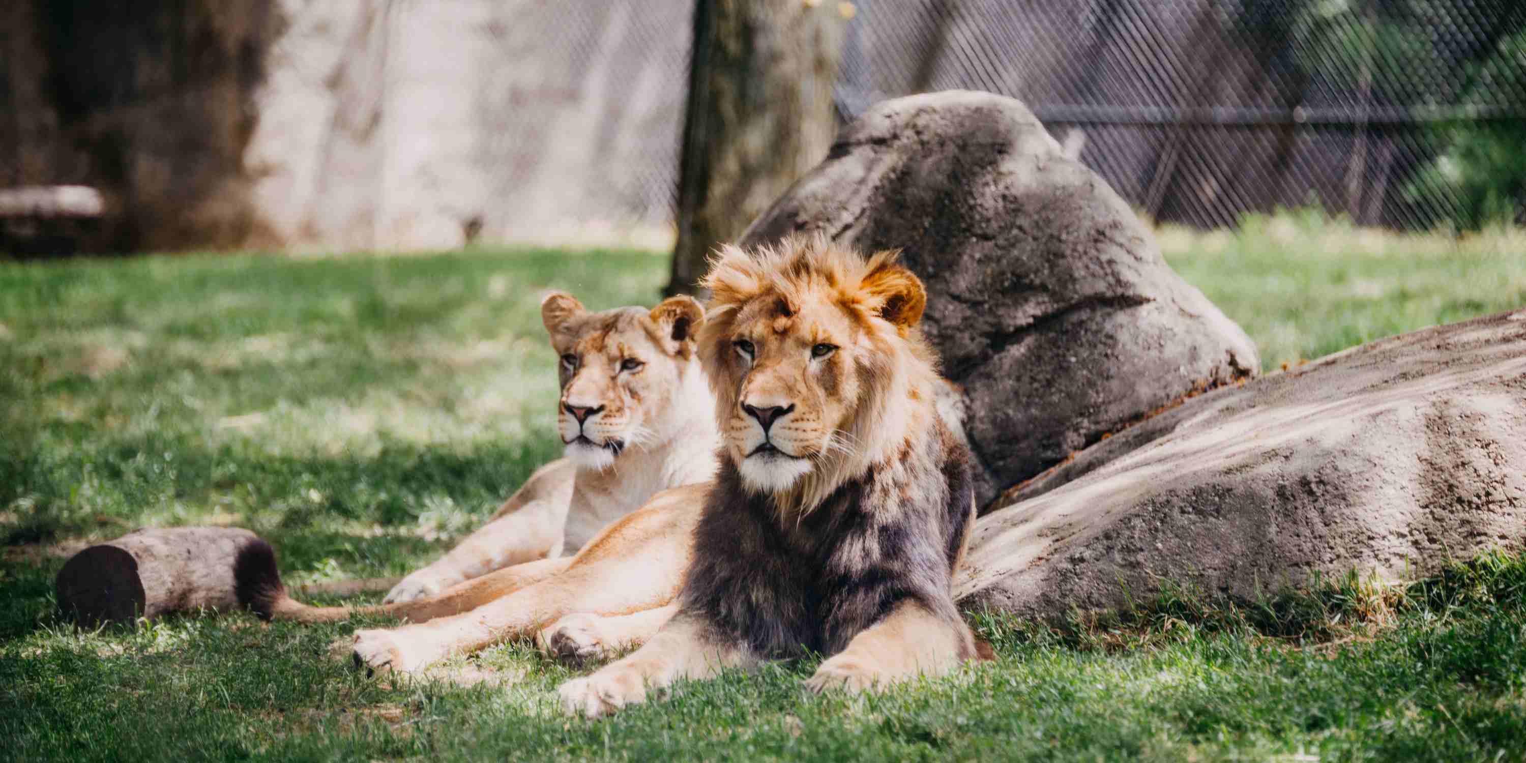 Lions at Cameron Park Zoo in Waco, TX