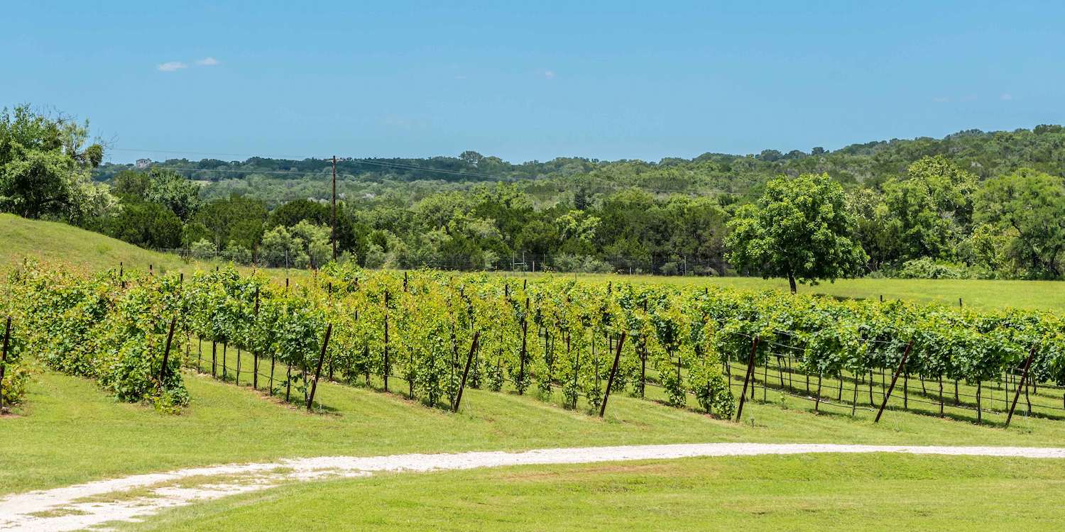 A Texas Hill Country vineyard