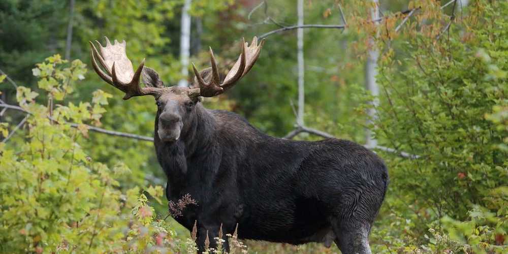 Ossipee, New Hampshire campgrounds are made even more fun with a Moose Tour through Outdoor Escapes New Hampshire.