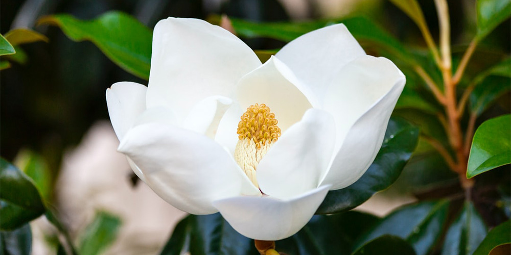 The John Fairey Garden is a top attraction in Waller, TX and includes a variety of flowers, like the Magnolia Tramaulipana.