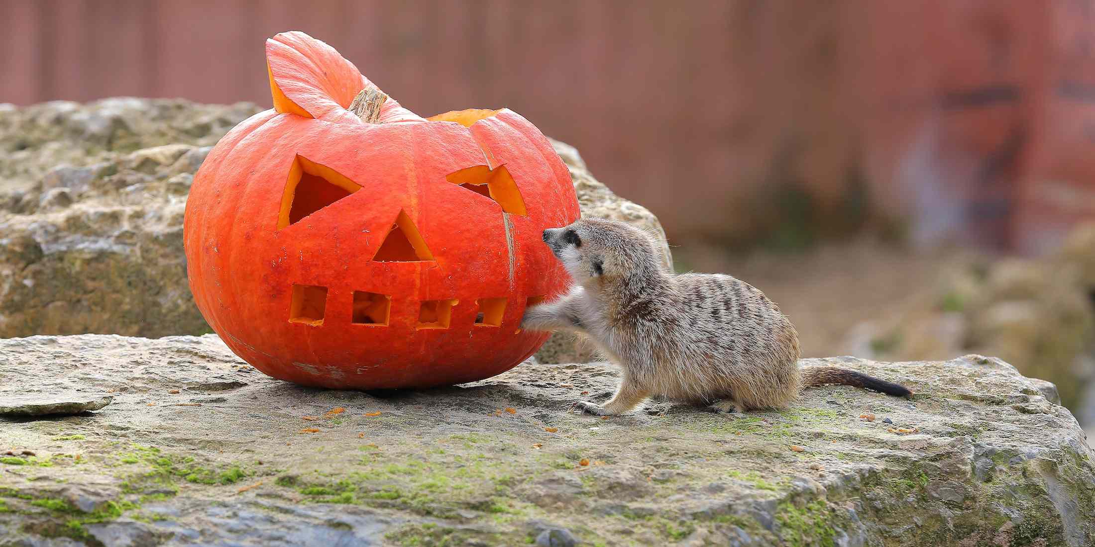 A meerkat inspecting a jack o'lantern pumpkin at the zoo