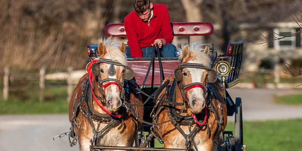 There are many tour options offered at the Amish Farm and House.