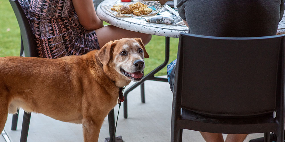 Looking for a pet friendly campground? Camp Fimfo has you covered! 