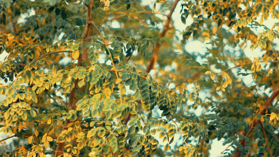 Can Moringa Oleifera Prevent Cancer? Scientists Are Optimistic!