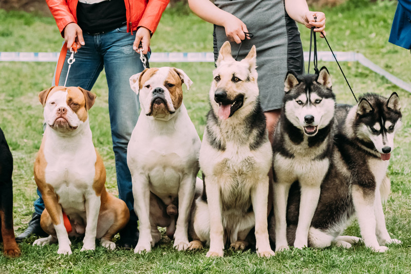 Help Your Older Dog’s Quality of Life with Turmeric