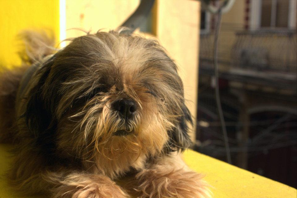 4 Health Benefits of Opening Your Home to a Dog
