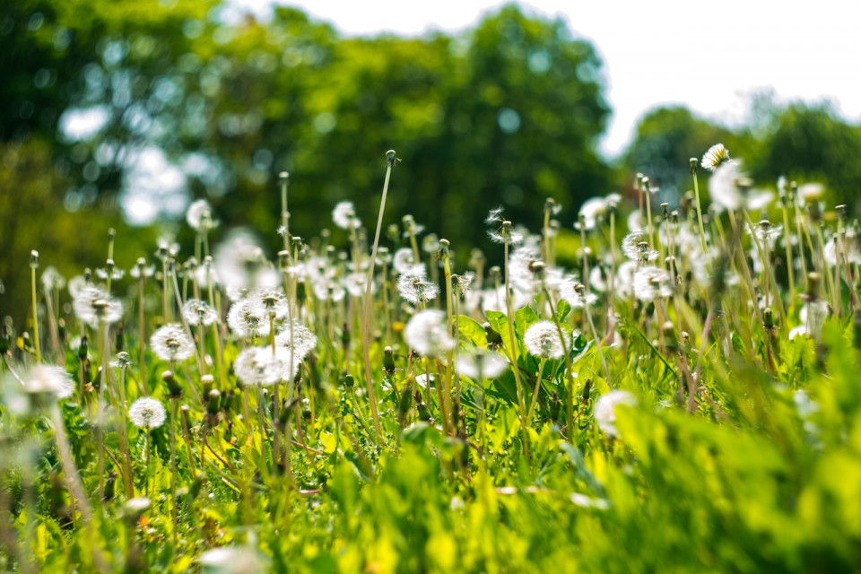 5 Flowers With Eye-Opening Health Benefits