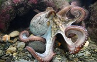 Ban Octopus Farming