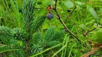 Protect Public Lands in Alaska