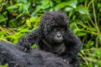 Re:wild - Biodiversity is the Solution