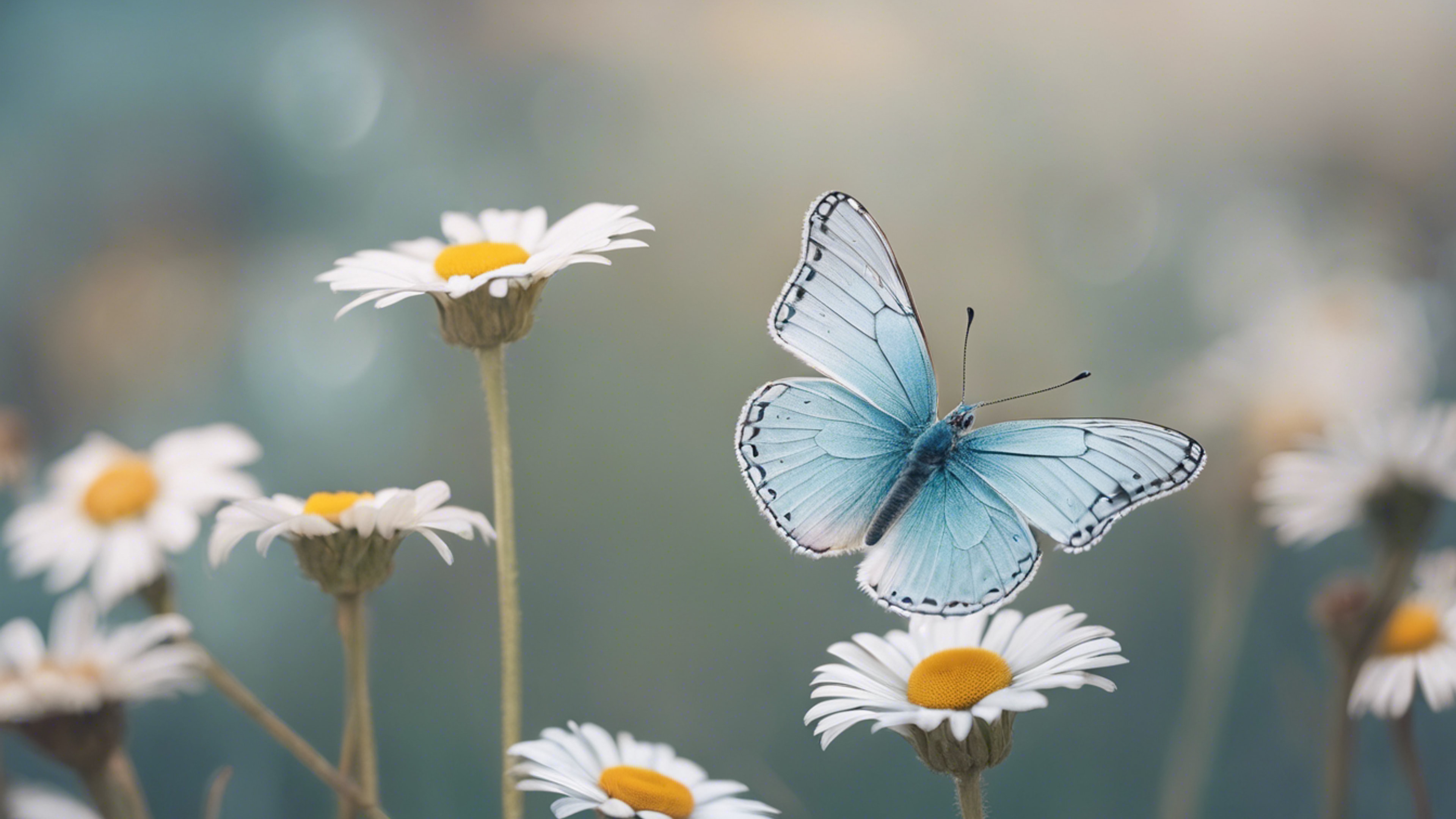 Borboleta