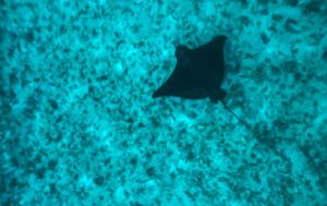 Leopard Ray in Huahine Dive Site