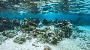 Sofitel Coral Garden Dive Site Photo