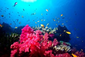 Dive site photo 1