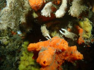 Dive site photo 3