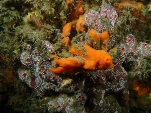 Dive site photo 6