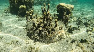 Dive site photo 6