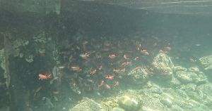 Dive site photo 7