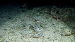 Dive site photo 2