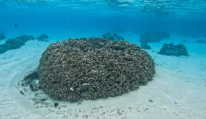 Dive site photo 3
