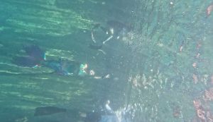 Dive site photo 3