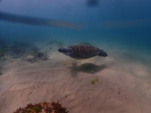 Dive site photo 2