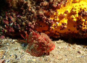 Dive site photo 2
