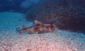 Dive site photo 4