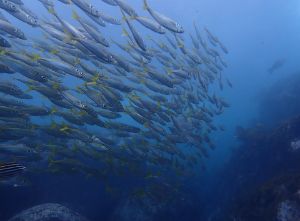 Dive site photo 6